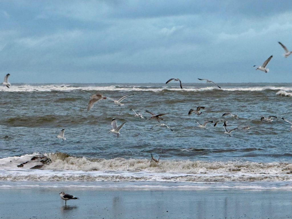 Nordsee Langeoog mit fliegenden Möwen.